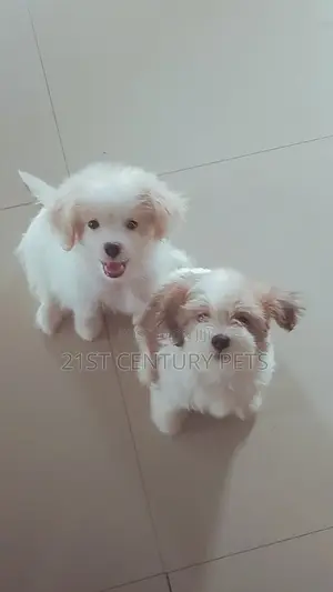1-3 months Male Purebred Lhasa Apso