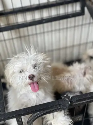 1-3 months Female Mixed Breed Lhasa Apso