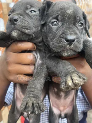 0-1 month Male Purebred Cane Corso