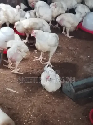 Premium Weeks 8 Broilers P/ Well Vaccinated #7500