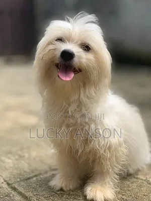 1+ year Female Purebred Lhasa Apso