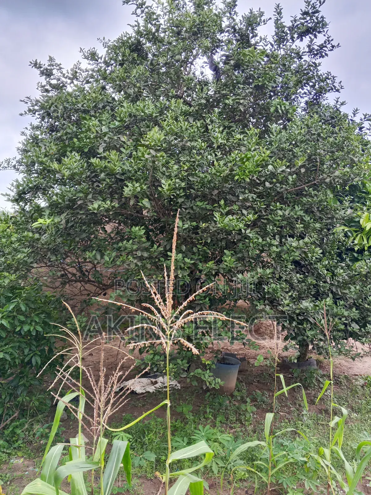 4 Bedroom for Sell