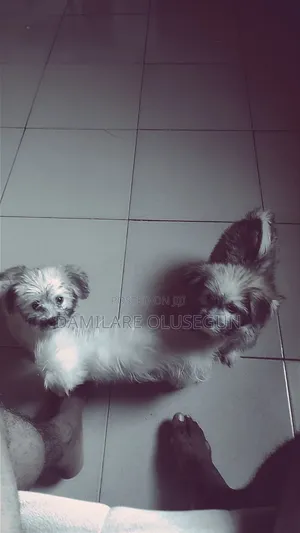 1-3 months Female Mixed Breed Lhasa Apso