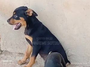 1-3 months Female Purebred Rottweiler