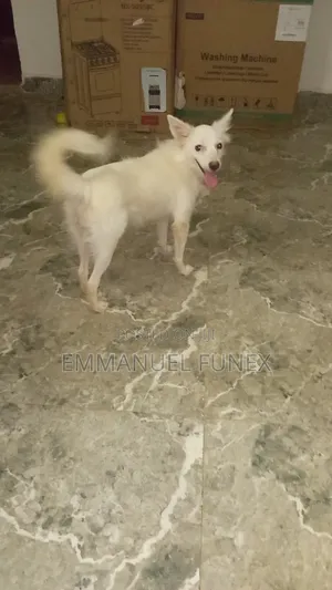 1+ year Female Purebred American Eskimo