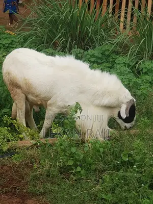 Big Ileya Ram for Sale