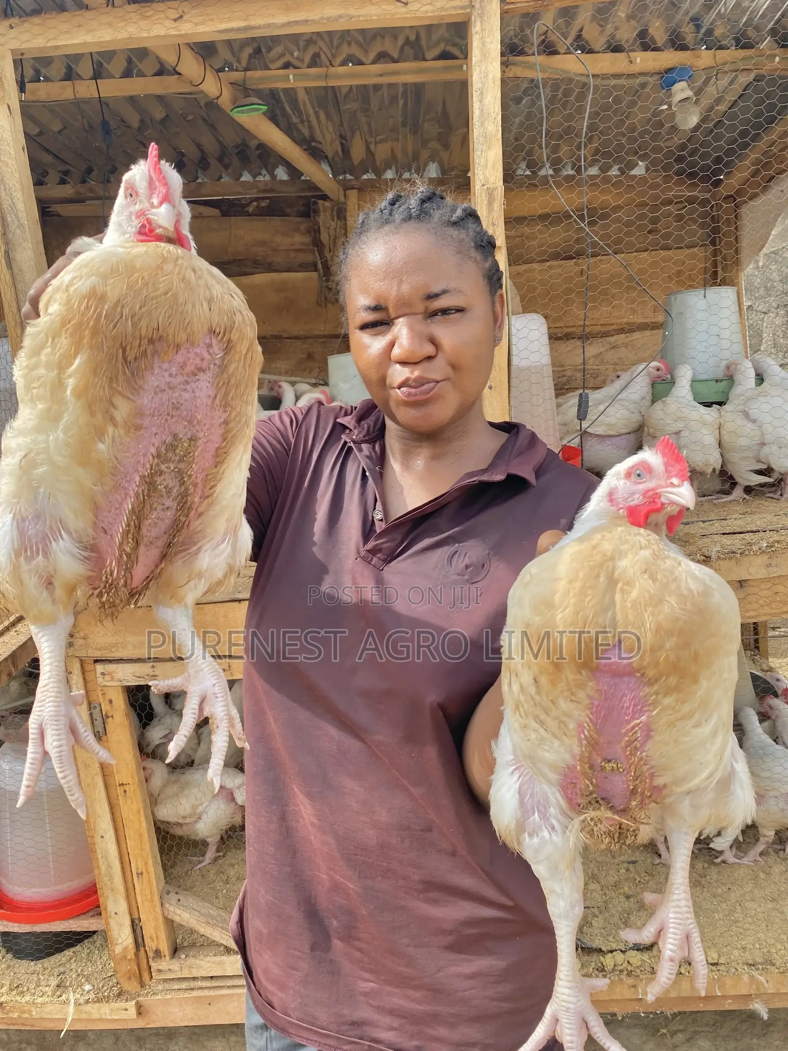 6weeks Old Broilers