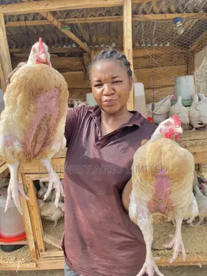 6weeks Old Broilers