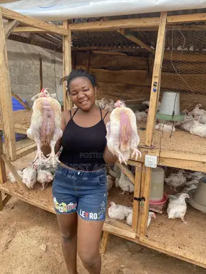 6weeks Old Broilers