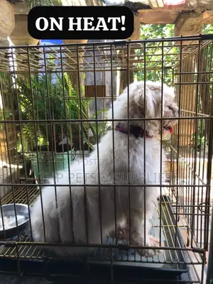 1+ year Female Purebred Lhasa Apso