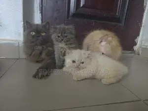 1-3 months Female Purebred Persian