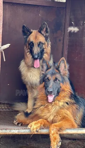 1-3 months Female Purebred German Shepherd