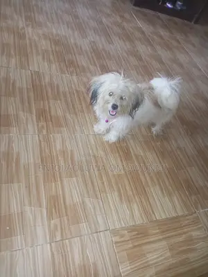 1+ year Female Mixed Breed Lhasa Apso