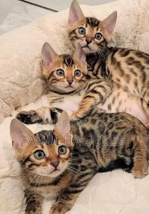 1-3 months Female Purebred Bengal
