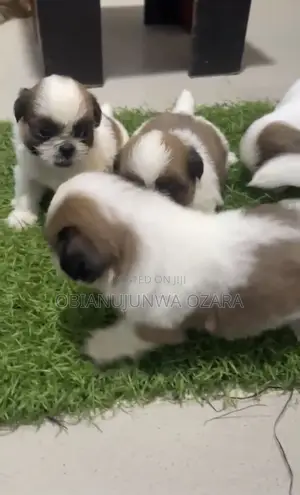1-3 months Female Purebred Shih Tzu
