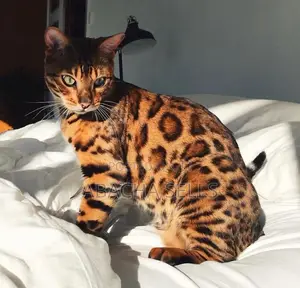 3-6 months Female Purebred Bengal