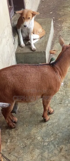 Giant Wad Female Goat in Ibadan