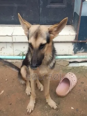 1+ year Female Purebred German Shepherd