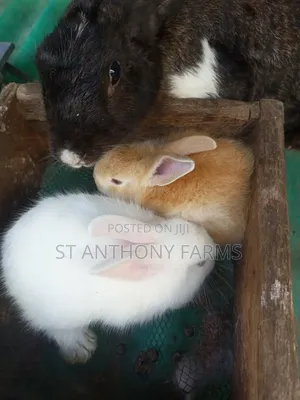 Bunnies Looking for New Homes.