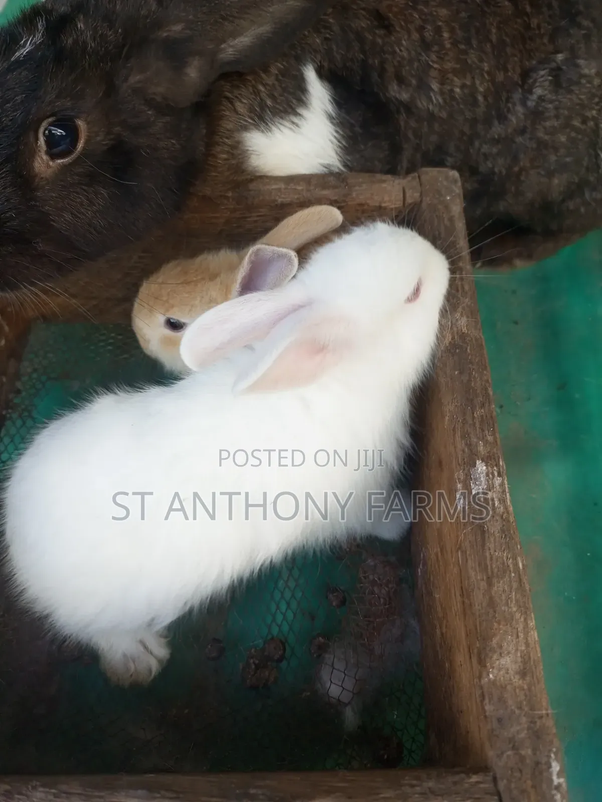 Bunnies Looking for New Homes.