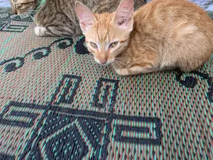 3-6 months Male Purebred Tabby