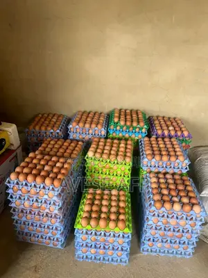 Jumbo Sized Eggs for Sale
