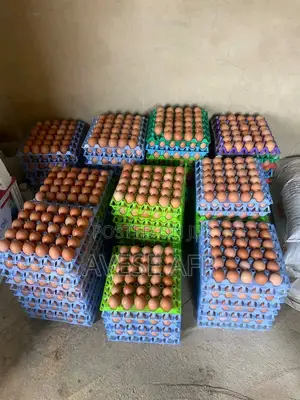 Jumbo Sized Eggs for Sale