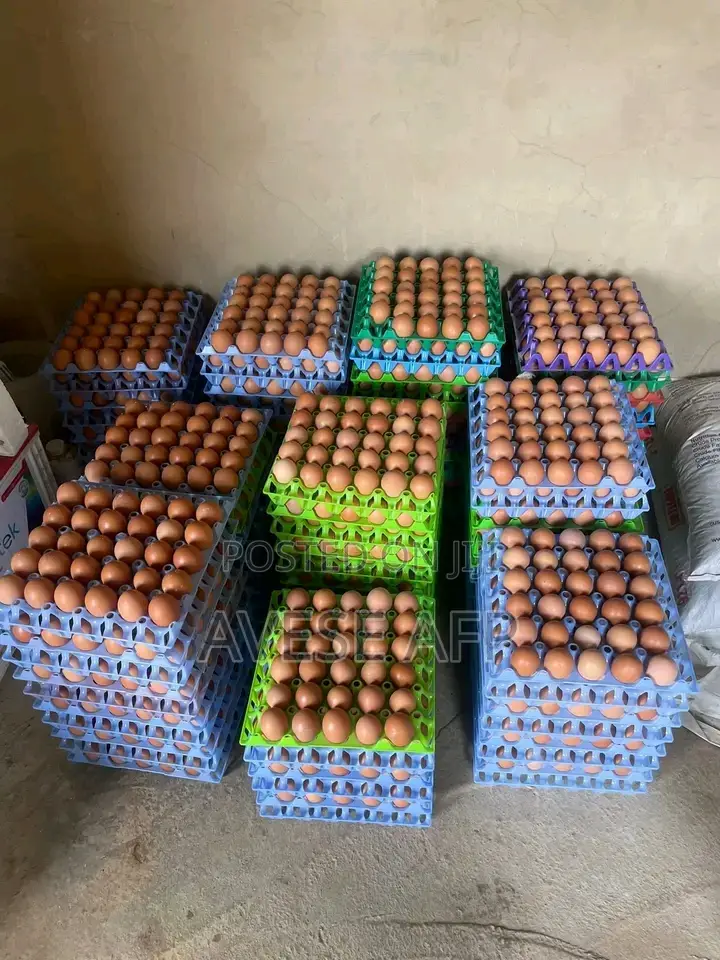 Jumbo Sized Eggs for Sale