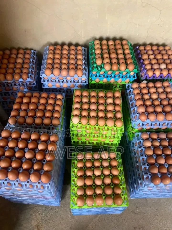 Jumbo Sized Eggs for Sale