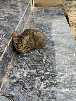 3-6 months Male Purebred Tabby
