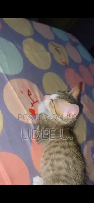 3-6 months Female Mixed Breed American Shorthair
