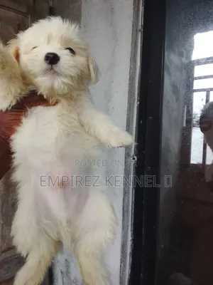 1-3 months Male Purebred Lhasa Apso