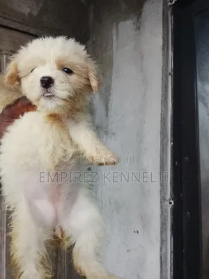 1-3 months Female Purebred Lhasa Apso