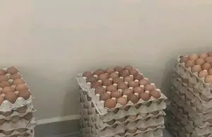 Medium Chicken Egg From Farm