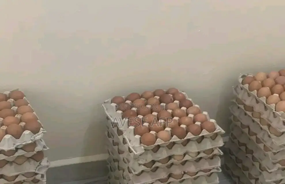Medium Chicken Egg From Farm
