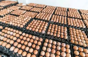 Medium Chicken Egg From Farm