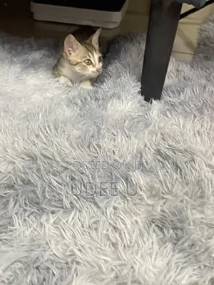 3-6 months Female Purebred American Shorthair