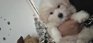 1-3 months Female Purebred Lhasa Apso