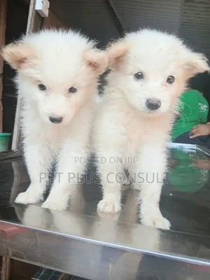 1-3 months Female Purebred American Eskimo