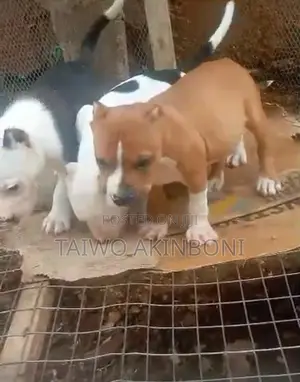 1-3 months Female Purebred American Bully
