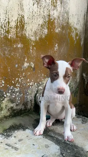 1-3 months Female Purebred American Pit Bull Terrier