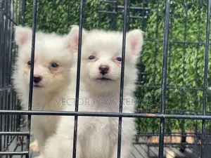 1-3 months Male Purebred American Eskimo