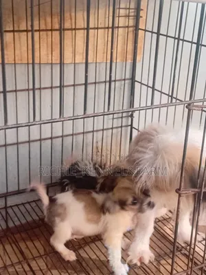 1-3 months Female Purebred Lhasa Apso
