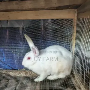 Animals and Pets