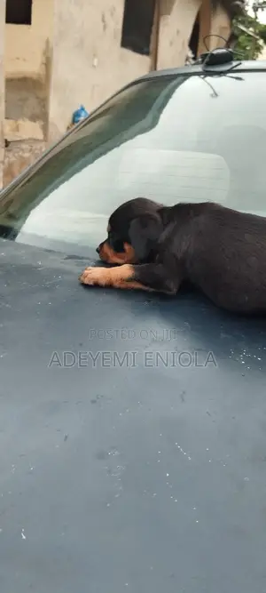 3-6 months Male Purebred Rottweiler
