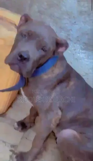 6-12 months Male Purebred Boerboel