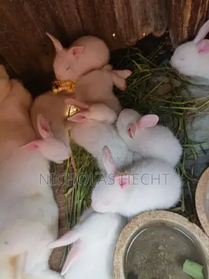 Hyla Rabbit for Sale