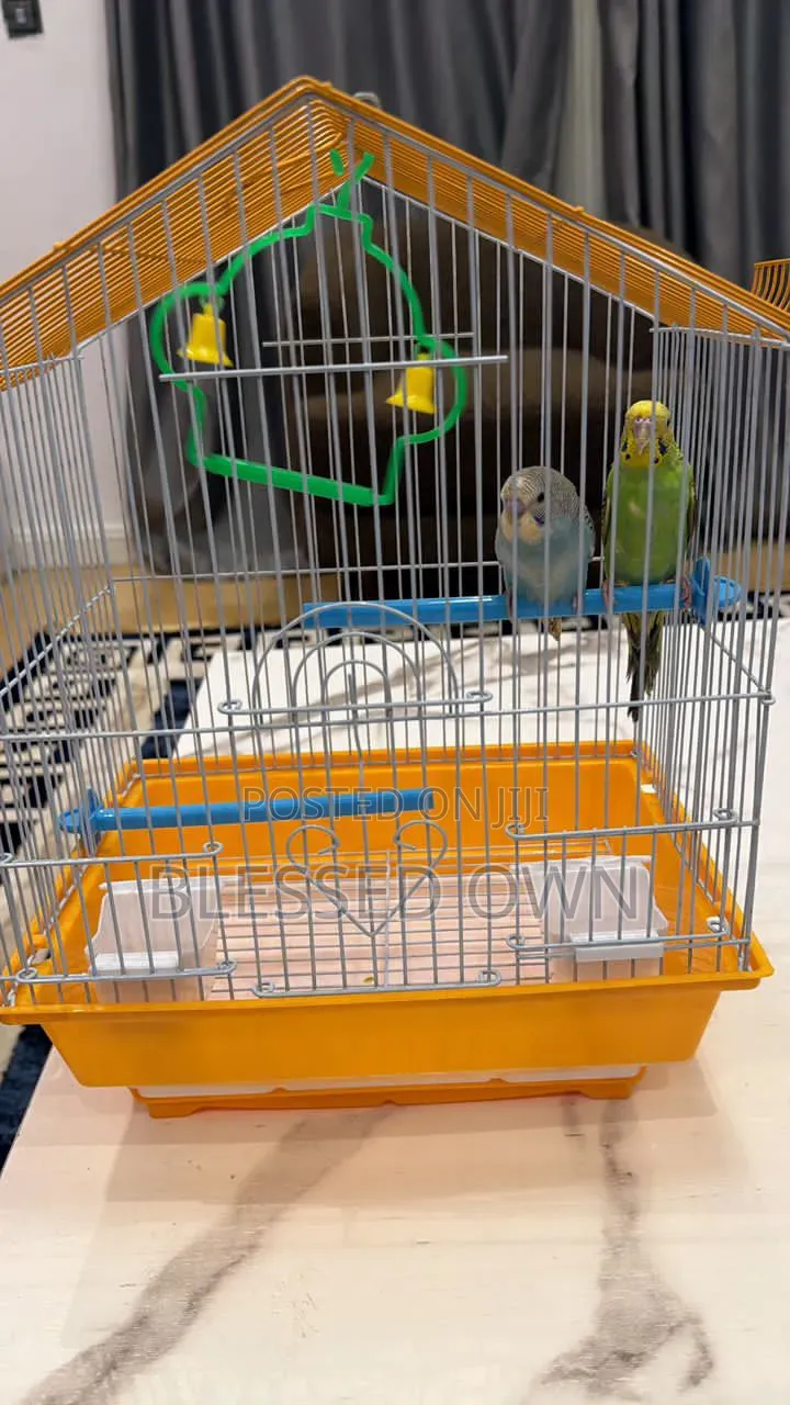 Colorful Strong Parrots Bird Cage