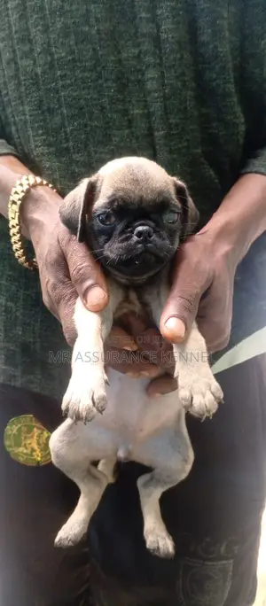 1-3 months Female Purebred Pug
