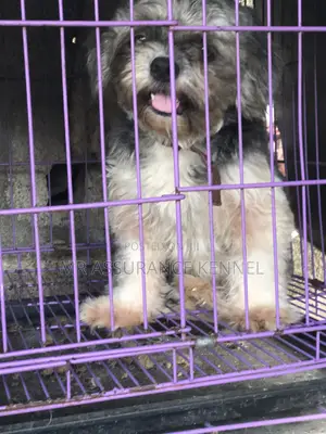 0-1 month Female Purebred Lhasa Apso